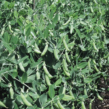 Unbranded Pea Sugar Ann Seeds Average Seeds 330