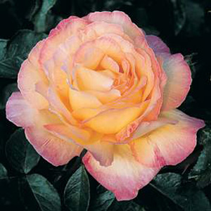 Unbranded Peace - Hybrid Tea Rose