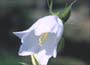   Prominent, pure white, cup-shaped flowers on sle