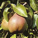 Unbranded Pear Verdi