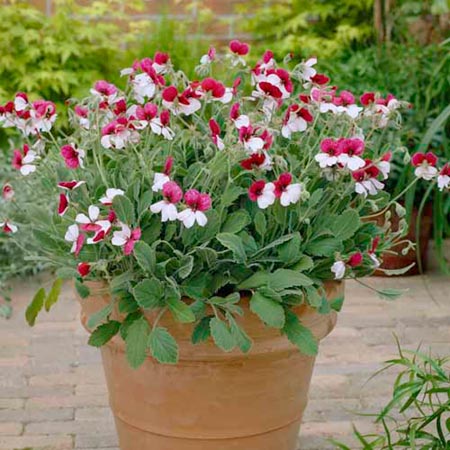 Unbranded Pelargonium Violareum Plants Pack of 3 Potted