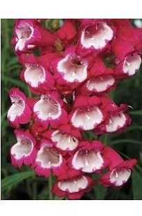 Unbranded Pensham Penstemon Amelia Jayne x 1 litre pot