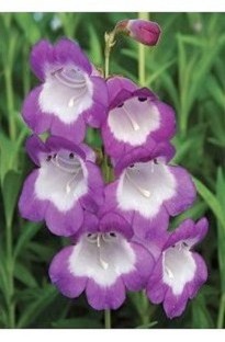 Unbranded Pensham Penstemon Czar x 1 litre pot