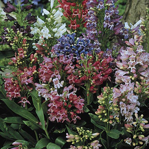 Unbranded Penstemon Kaleidoscope Mix Seeds