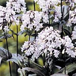 Unbranded Penstemon Mystica Seeds