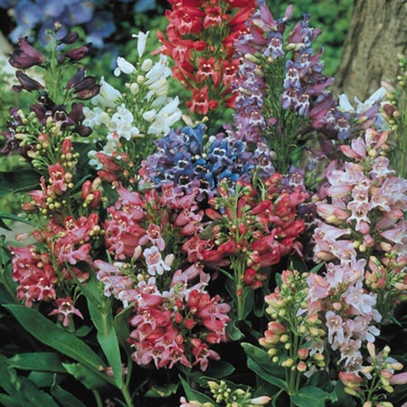 Unbranded Penstemon Navigator Seeds Average Seeds 90