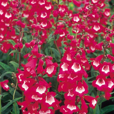 Unbranded Penstemon Scarlet Queen Seeds Average Seeds 90