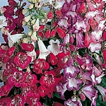 Unbranded Penstemon Sensation Mixed Seeds 422480.htm