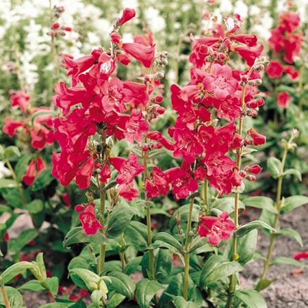 Unbranded Penstemon Tubular Bells Mixed Plants Pack of 16