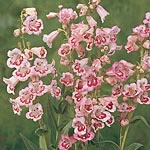 Wonderful  delicate-looking  foxglove-like  white flowers with contrasting rose veins. Long flowerin