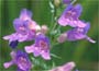 Penstemon