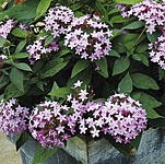 Unbranded Pentas Northern Lights Plants 402591.htm