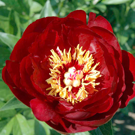 Unbranded Peony Buckeye Belle 1 Bare Root Plant