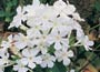 Perennial Phlox (syn. Mount Fuji)