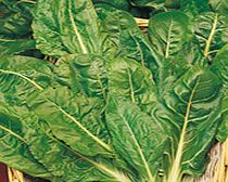 Unbranded Perpetual Spinach (Leaf Beet) Seeds