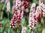 Persicaria