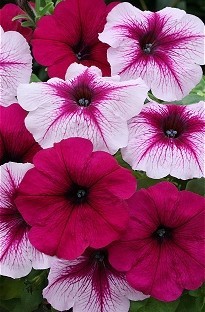 Unbranded Petunia Blackcurrant Sundae x 50 plants   16 FREE