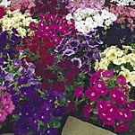 Unbranded Petunia Carpet Mixed F1 Plants 478941.htm