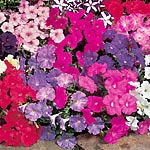 Petunia Carpet Mixed F1 Seeds - Twinpack