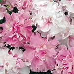 Petunia Cascade Orchid Mist F1 Seeds