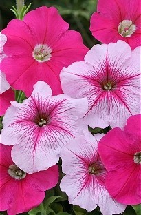 Unbranded Petunia Cherry Pop 50 plants   16 FREE