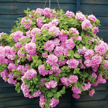 Unbranded Petunia Double Flowered Surfinia Plant