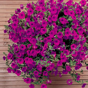 Unbranded Petunia F1 Purple Wave Seeds