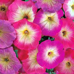 Unbranded Petunia Horizon Choir of Seeds