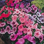 Petunia Mirage Mixed F1 Seeds