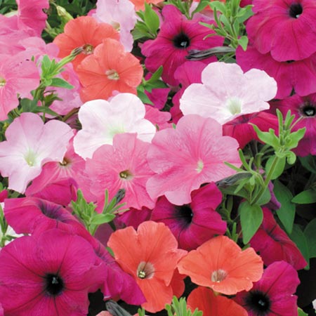 Unbranded Petunia Ocean Mix F1 Seeds Average Seeds 25