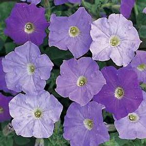 Unbranded Petunia Pearls Azure Blue F1 Seeds