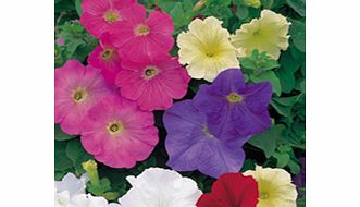 Unbranded Petunia Plants - F1 Select Mix