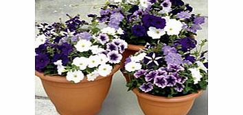 Unbranded Petunia Plants - Grand Rapids