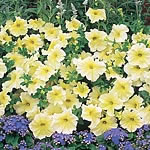 Unbranded Petunia Prism Sunshine F1 Garden Ready Plants