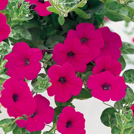 Unbranded Petunia Purple Wave F1 Easicote Seeds 10 seeds