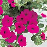 Unbranded Petunia Purple Wave F1 Easicote Seeds 422367.htm