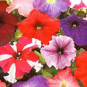 Unbranded Petunia Rainbow Mixed F2 Seeds