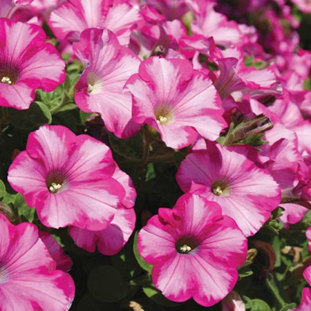 Unbranded Petunia Raspberry Blast Plants (Trailing) Pack