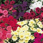 Unbranded Petunia Sundance Mixed F2 Seeds 423354.htm