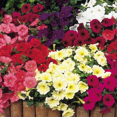 Unbranded Petunia Sundance Mixed F2 Seeds Average Seeds 220