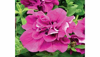 Unbranded Petunia Surfinia Double Flowered Plants - PURPLE