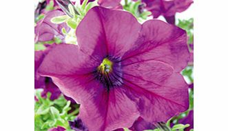 Unbranded Petunia Surfinia Plants - BURGUNDY