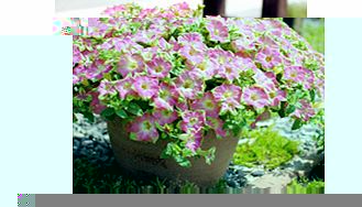 Unbranded Petunia Surfinia Plants - Green Edge Pink