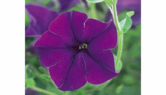 Unbranded Petunia Surfinia Plants - VIOLET