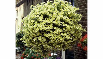 Unbranded Petunia Surfinia Plants - YELLOW