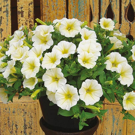 Unbranded Petunia Surfiniaandreg; Trailing Collection