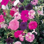 Petunia Totty Mixed Seeds