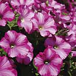 Unbranded Petunia (Trailing) Raspberry Blast Plants