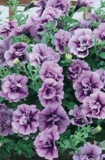 Unbranded Petunia Tumbelina Priscilla x 5 young plants