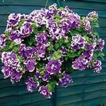 Unbranded Petunia Velvet Falls Plants